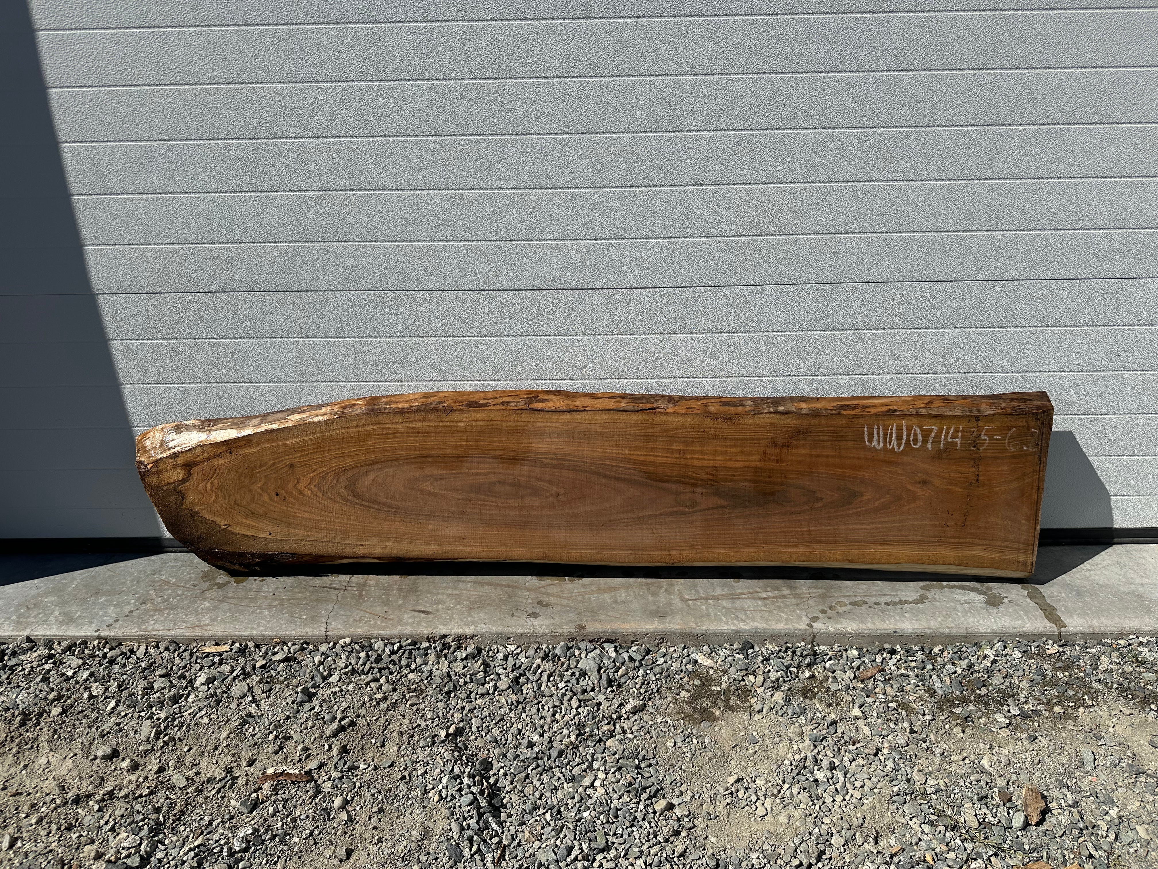 White Walnut - WW071425-6.2
