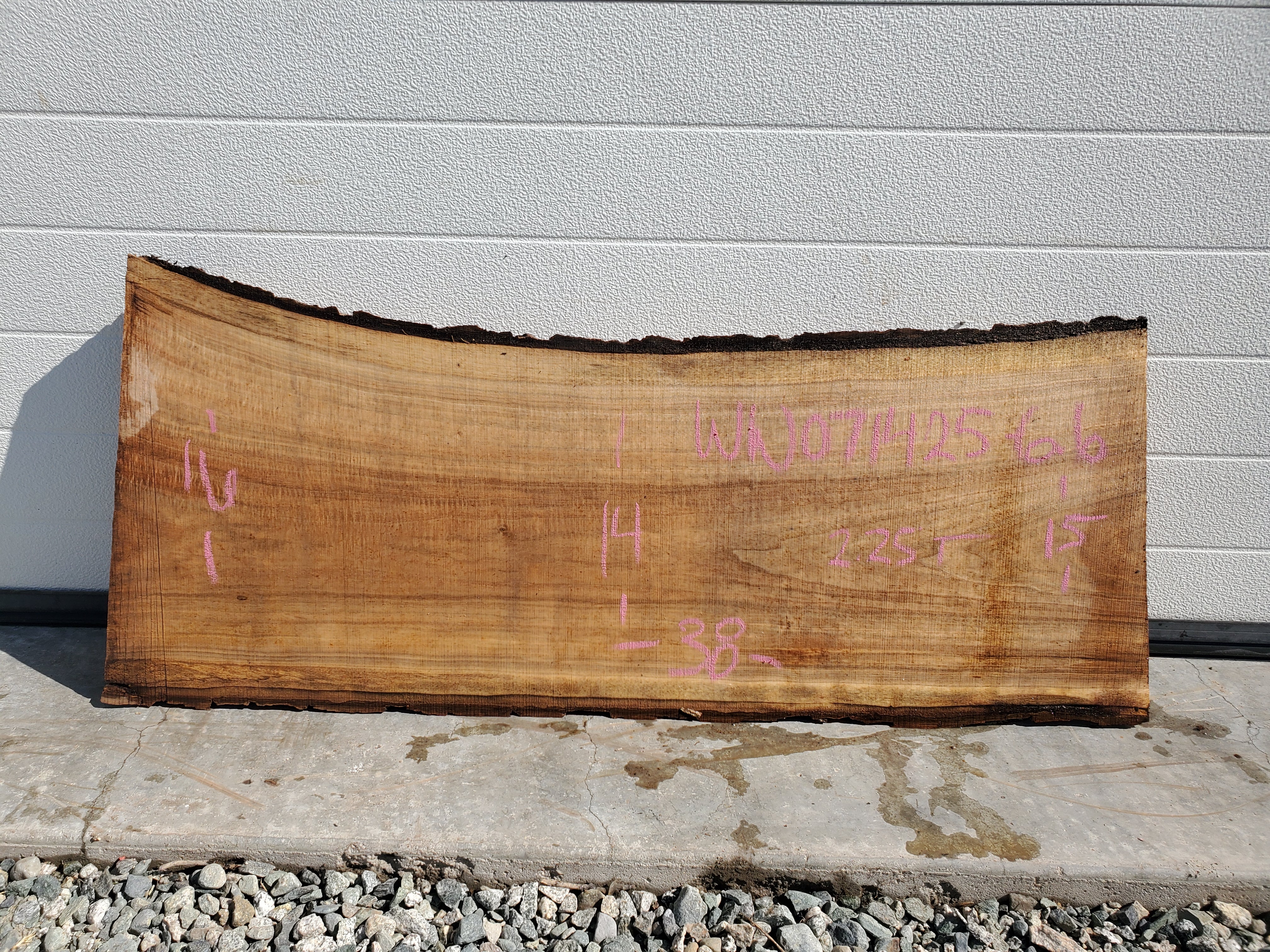 White Walnut - WW071425-7.6*