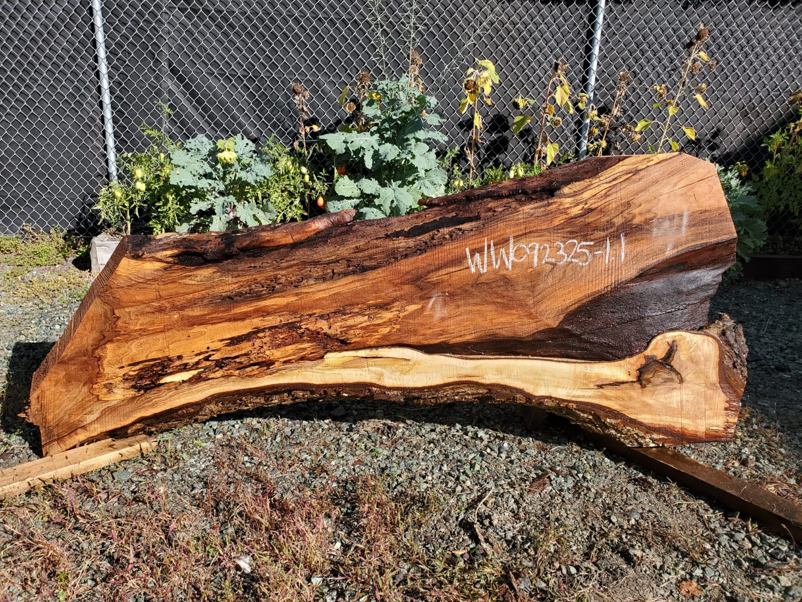 White Walnut - WW092325-1.1