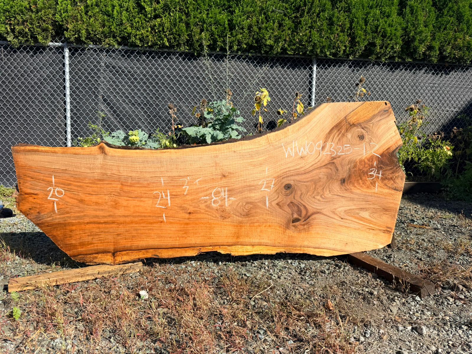 White Walnut - WW092325-1.2