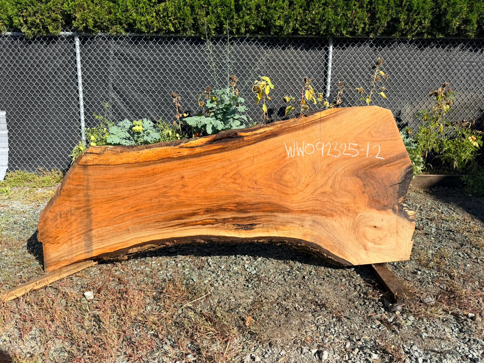 White Walnut - WW092325-1.2