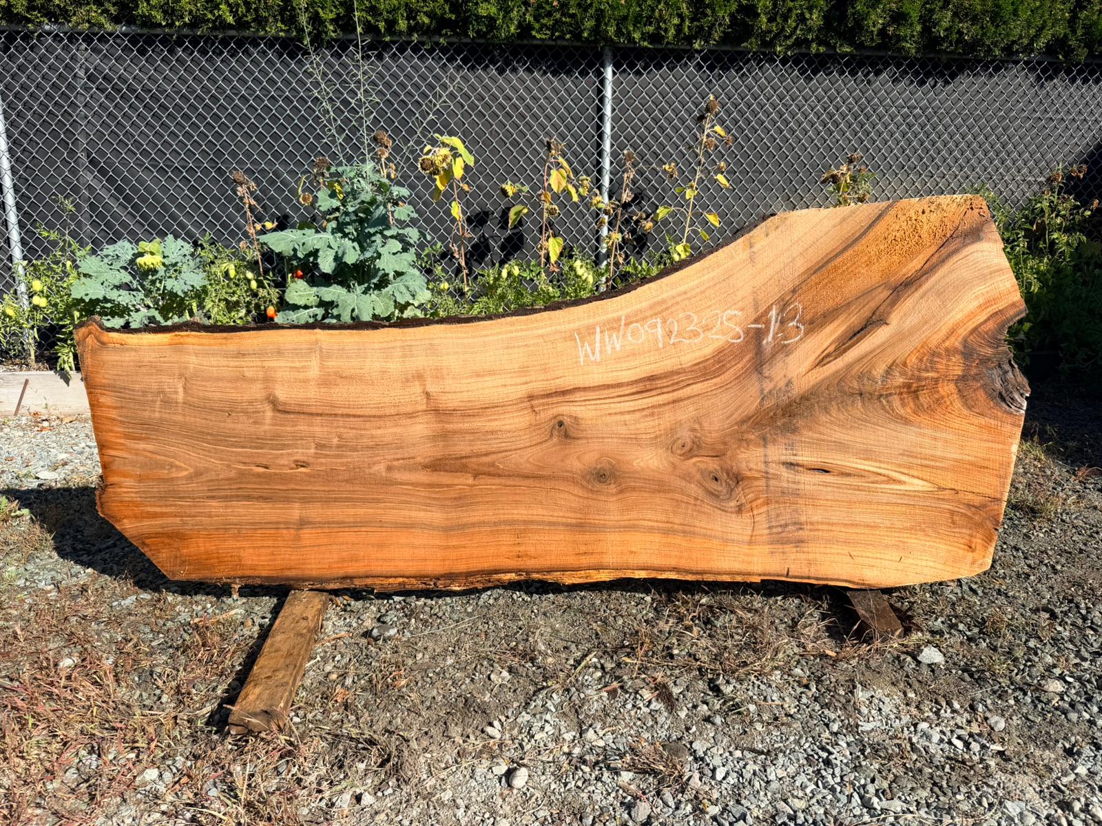 White Walnut - WW092325-1.3