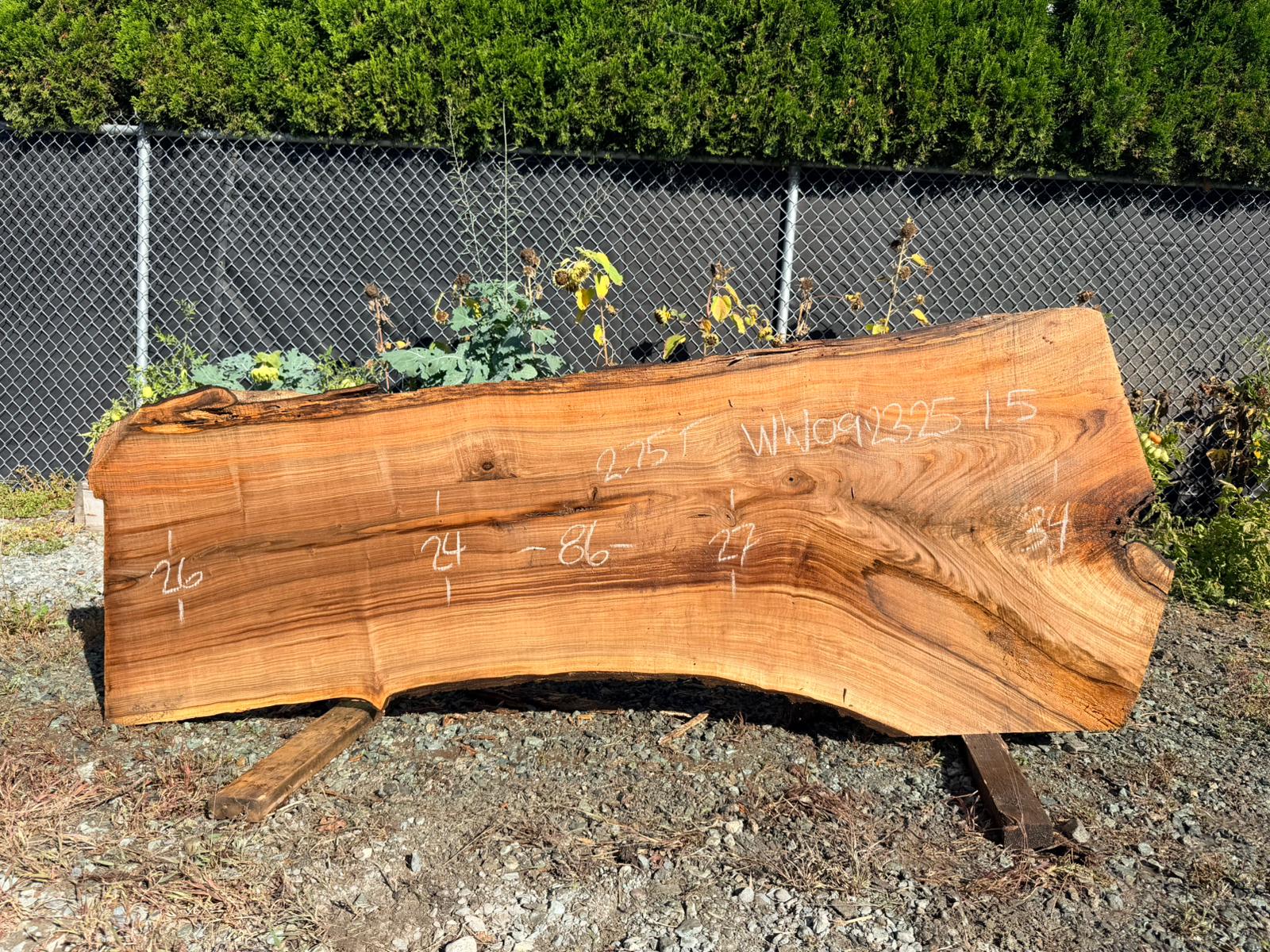 White Walnut - WW092325-1.5